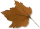 leaf icon